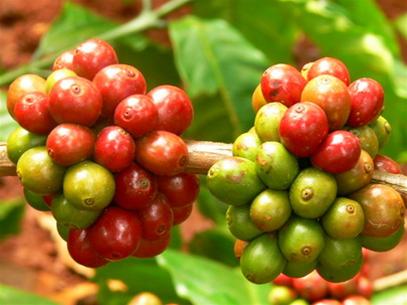 Agricultural, forestry and aquatic export value hits USD 8 billion